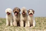LAGOTTO 116